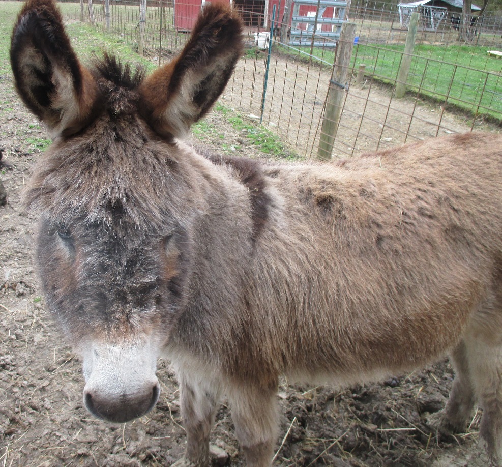 Buttons-the-Donkey